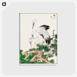 アートポストカード-Stork and Pine Tree
 - 鳥類図鑑 Postcard.