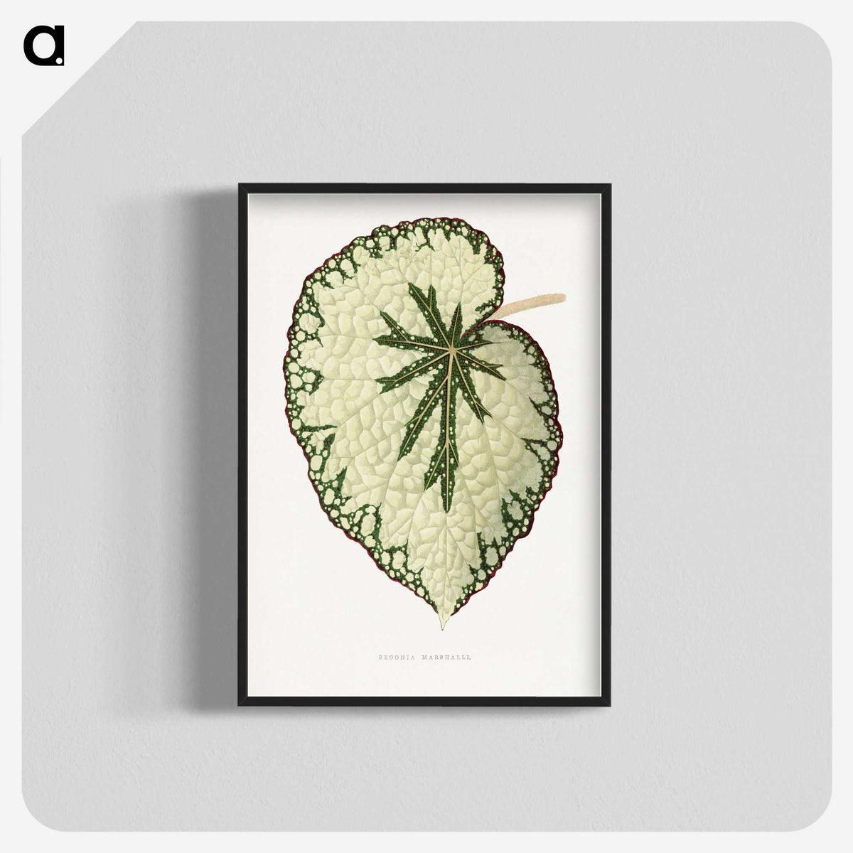 1-41_Plants-with-Colored-Foliage_blk-crop
