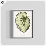 1-41_Plants-with-Colored-Foliage_blk-crop