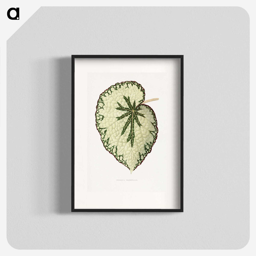 1-41_Plants-with-Colored-Foliage_blk