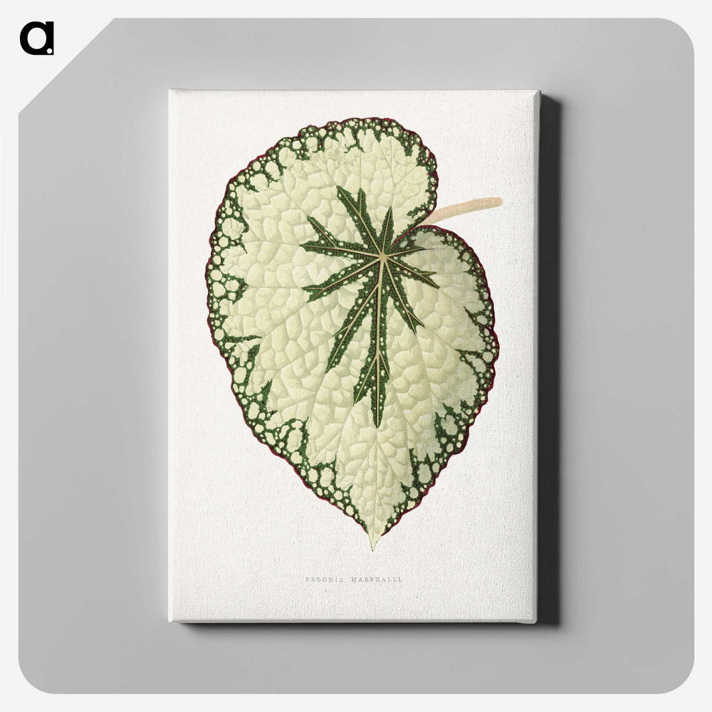 1-41_Plants-with-Colored-Foliage_canvas