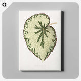 1-41_Plants-with-Colored-Foliage_canvas