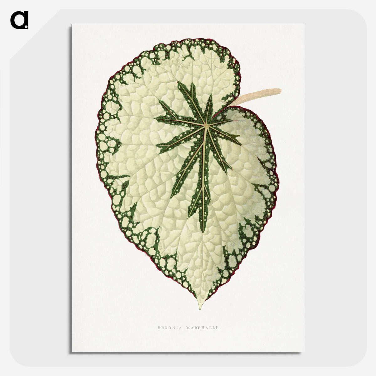 1-41_Plants-with-Colored-Foliage_picture-crop