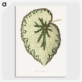 1-41_Plants-with-Colored-Foliage_picture-crop