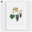 1-41_Pomona-Italiana_picture