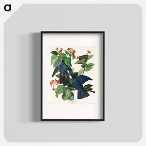 アートポスター-White-crowned Pigeon from Birds of America
 - アメリカの鳥たち Poster.
