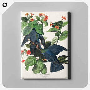 アートパネル-White-crowned Pigeon from Birds of America
 - アメリカの鳥たち Canvas.
