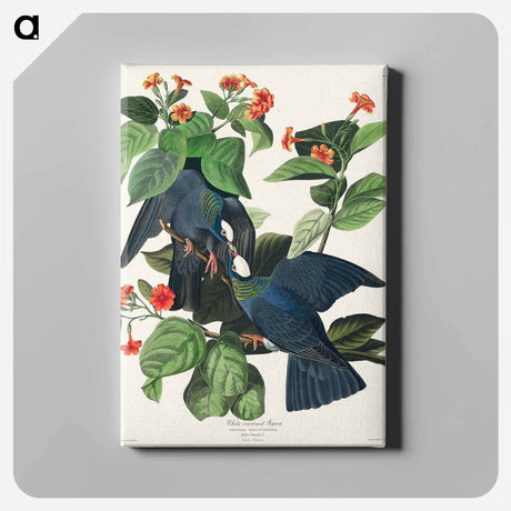 アートパネル-White-crowned Pigeon from Birds of America
 - アメリカの鳥たち Canvas.
