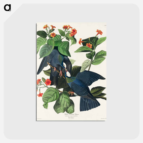 アートポストカード-White-crowned Pigeon from Birds of America
 - アメリカの鳥たち Postcard.