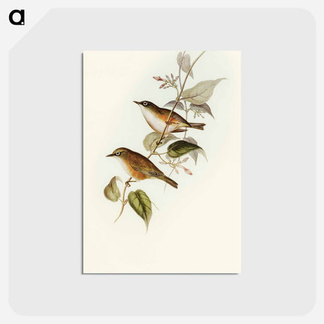 アートポストカード-White-breasted Zosterops
 - オーストラリアの鳥 Postcard.