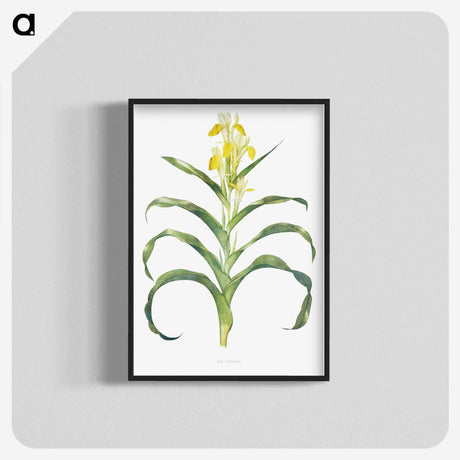 1-41_The-Genus-Iris_blk-crop
