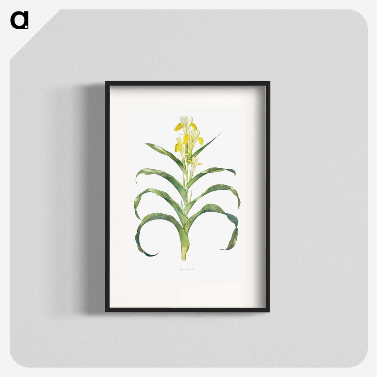 1-41_The-Genus-Iris_blk