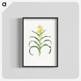 1-41_The-Genus-Iris_blk