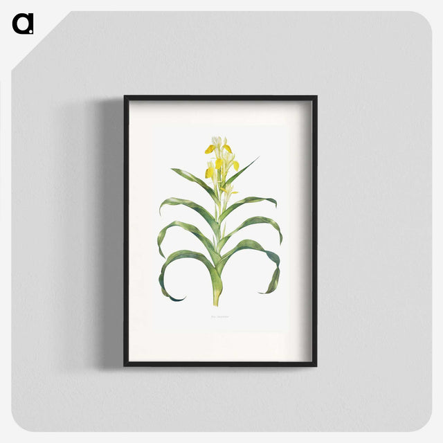 1-41_The-Genus-Iris_blk