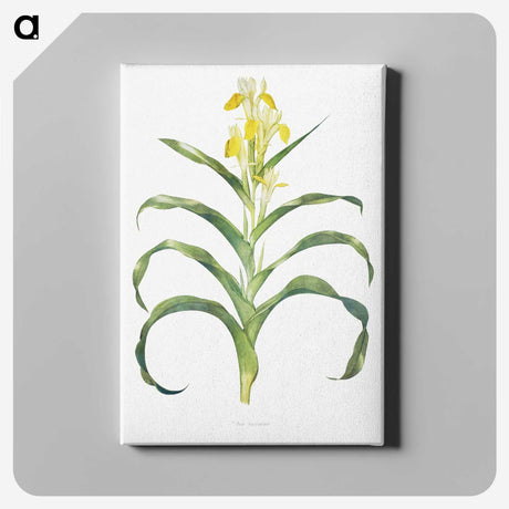1-41_The-Genus-Iris_canvas