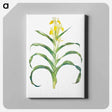 アートパネル-Iris Bucharica from The genus Iris
 - アヤメ属 Canvas.
