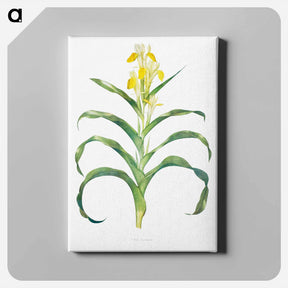 アートパネル-Iris Bucharica from The genus Iris
 - アヤメ属 Canvas.
