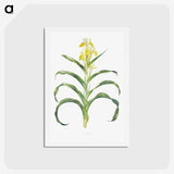 1-41_The-Genus-Iris_hagaki