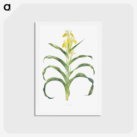 1-41_The-Genus-Iris_hagaki