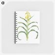 1-41_The-Genus-Iris_memo