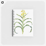 1-41_The-Genus-Iris_memo