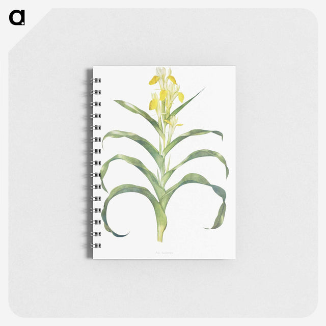 1-41_The-Genus-Iris_memo