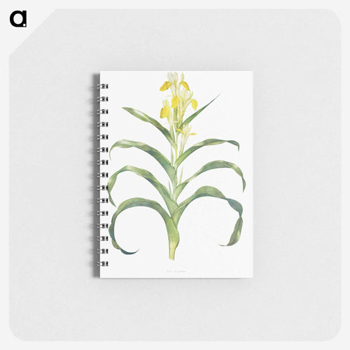 Iris Bucharica from The genus Iris
 - アヤメ属 Memo.