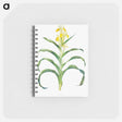 アートメモ帳-Iris Bucharica from The genus Iris
 - アヤメ属 Memo.