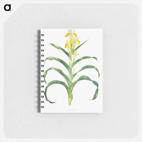 アートメモ帳-Iris Bucharica from The genus Iris
 - アヤメ属 Memo.