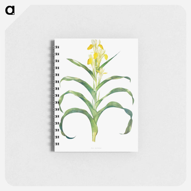 アートメモ帳-Iris Bucharica from The genus Iris
 - アヤメ属 Memo.