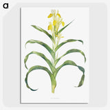 1-41_The-Genus-Iris_picture-crop