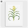1-41_The-Genus-Iris_picture
