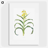 1-41_The-Genus-Iris_picture
