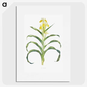 1-41_The-Genus-Iris_picture