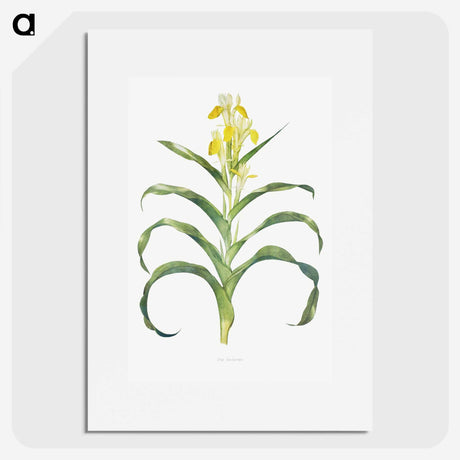 1-41_The-Genus-Iris_picture