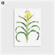 アートポストカード-Iris Bucharica from The genus Iris
 - アヤメ属 Postcard.