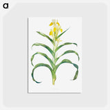 アートポストカード-Iris Bucharica from The genus Iris
 - アヤメ属 Postcard.
