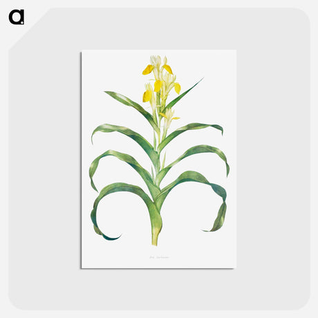 アートポストカード-Iris Bucharica from The genus Iris
 - アヤメ属 Postcard.