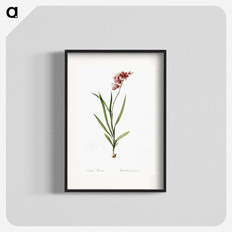 1-41_The-Lilies_blk