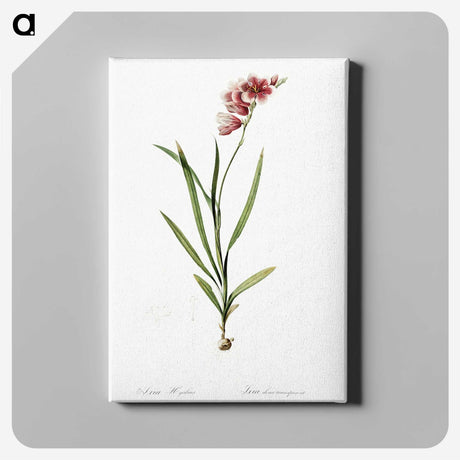 1-41_The-Lilies_canvas
