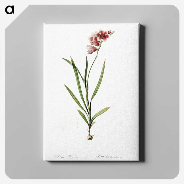 1-41_The-Lilies_canvas