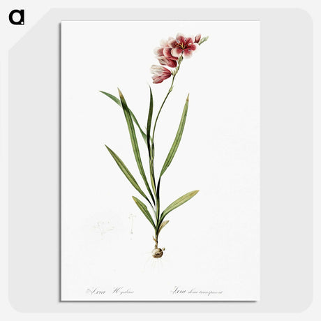 1-41_The-Lilies_picture-crop