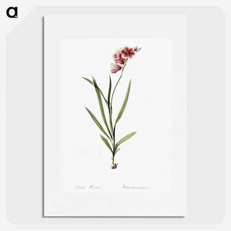 1-41_The-Lilies_picture