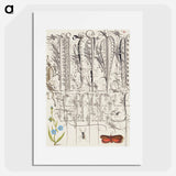 アートポスター-Creeping Forget Me Not, Insect, and Planthopper
 - 書道のお手本 Poster.