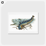 1-41_The-Natural-History-of-British-Fishes_hagaki