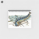 1-41_The-Natural-History-of-British-Fishes_memo