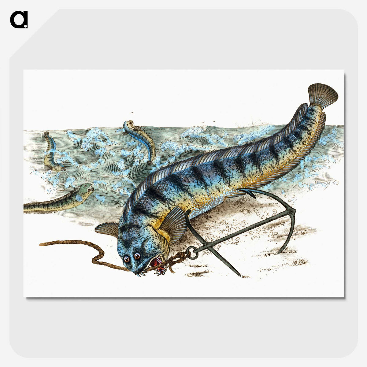1-41_The-Natural-History-of-British-Fishes_picture-crop