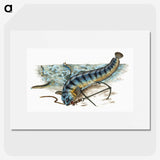1-41_The-Natural-History-of-British-Fishes_picture