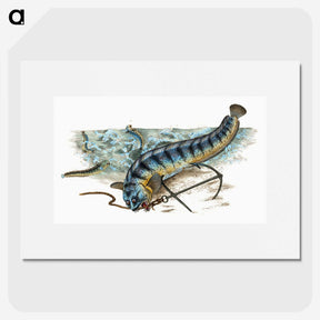 1-41_The-Natural-History-of-British-Fishes_picture