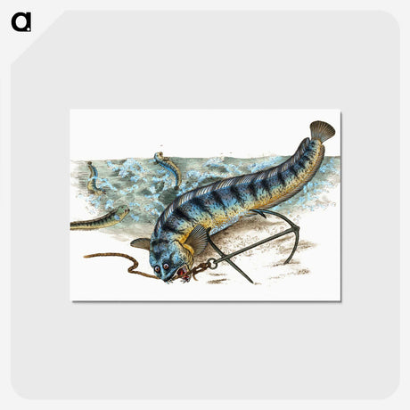 1-41_The-Natural-History-of-British-Fishes_postcard